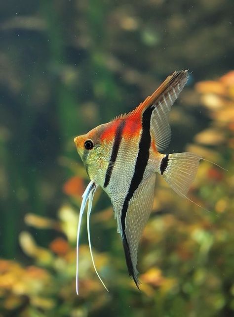 Manacapuru Red Shoulder Angelfish (Pterophyllum scalare, Cichlid) Natural Aquarium, Tanaman Air, Ikan Air Tawar, Tropical Fish Aquarium, Tropical Freshwater Fish, African Cichlids, Freshwater Aquarium Fish, Cool Fish, Fish Wallpaper