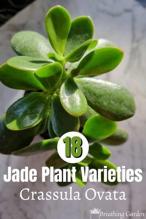 There are so many types of Crassula ovata. These are 18 of the most popular jade plant varieties! Jade Plants Varieties, Crassula Plant, Botanical Reference, Plants To Grow Indoors, Jade Tree, Plant Succulents, Vegetable Plants, Jade Plant, Plant Varieties