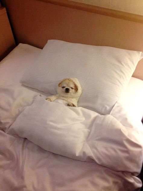 Psy Chihuahua, Beautiful Bed Designs, Sleepy Dogs, Slaap Lekker, Accra, Cute Memes, Funny Animal Pictures, Dog Memes, Cute Little Animals