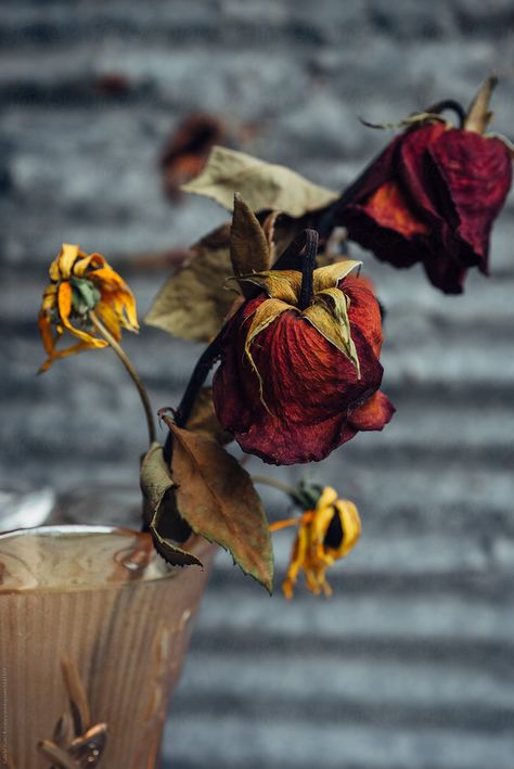 Dead Roses Aesthetic, Dead Red Roses, Lady Hecate, Diy Crochet Rose, Matt Maltese, Vase Of Roses, Dead Rose, Dead Roses, Crimson Dress