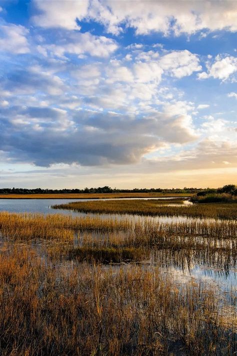 The Everglades, Florida Woman, Geology, On Earth, Landscape Art, Landscape Photography, Art Reference, Cool Photos, Florida