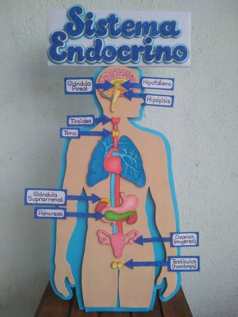 Maqueta del sistema endocrino Endocrine System Project, Excretory System, School Art Activities, Disney Challenge, Science Crafts, Medical School Essentials, Medical School Studying, Biology Notes, Kindergarten Resources