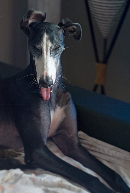 Download this free picture about Galgo Spanish Greyhound Espanol from Pixabay's vast library of public domain images and videos. Racing Dogs, Greyhound Pictures, Silken Windhound, Top Dog Breeds, Scottish Deerhound, Dog Obedience Training, Training Dogs, Dogs Lover, Afghan Hound