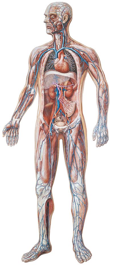 Vascular system human body Human Body Exhibit, Human Body Diagram, Inside Human Body, Anatomy Posters, Human Body Projects, Vascular System, All Body Systems, Human Body Structure, Muscle System