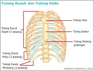 KERANGKA MANUSIA BESERTA PENJELASANNYA ~ Gooekil-1 Tulang Rusuk, Study Biology, Biology Classroom, Human Organ, Dada Art, Cartoon Girl Drawing, Classroom Rules, Med School, Human Anatomy