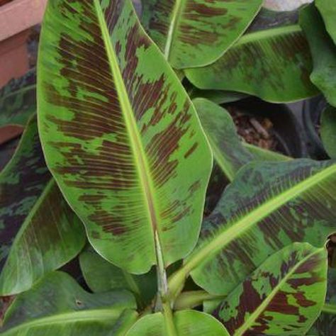 You searched for Canna - Chalily Ponds & Gardens Cavendish Banana, Fruit Shrub, Banana Plant, Natural Spf, Sun Loving Plants, Floating Plants, Banana Plants, Shallow Water, Pond Design