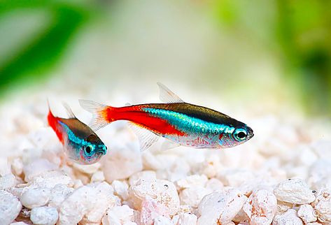 Neon Tetra (Paracheirodon innesi) #Neon #Tetra #Paracheirodon #innesi #Aquascaping #Aquarium #FreshWaterTank #Aquascape #PlantedTank #FreshwaterFish #FishTank #Fish Community Fish Tank, Tanaman Air, Tetra Fish, Neon Tetra, Tropical Freshwater Fish, Fresh Water Fish Tank, Fish Care, Pet Fish, Aquascaping