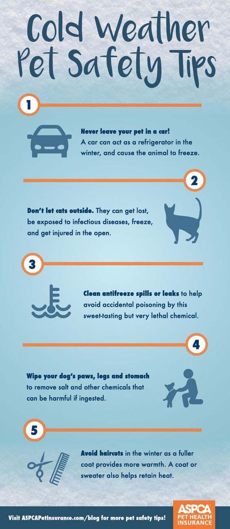 8 Telltale Signs Your Dog Is Cold Tips For Dogs, Cold Weather Dogs, Dogs Tips, Cats Outside, Pet Tips, Dog Winter, Dog Business, Dog Tips, Weather Boots