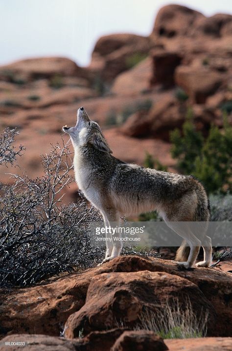 Stock Photo : Howling Coyote Desert Coyote, Coyote Howling, Howling Coyote, Dog Corner, Fawns Deer, Wolf Love, Jack Rabbit, Wolf Pictures, Desert Sunset