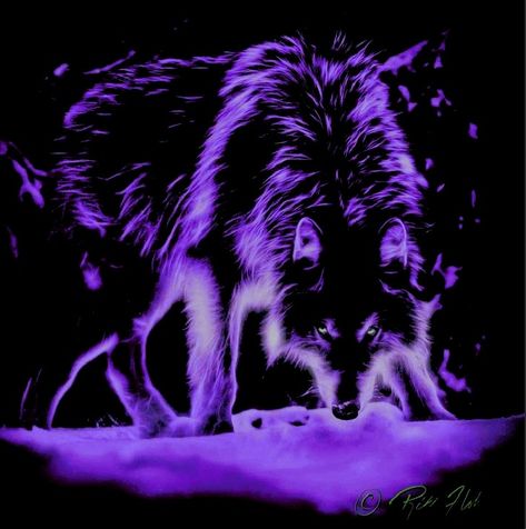 Galaxy Wolf, Fantasy Life, Fantasy Wolf, Wolf Wallpaper, Black Wolf, Elder Scrolls, Aura, Purple, Art