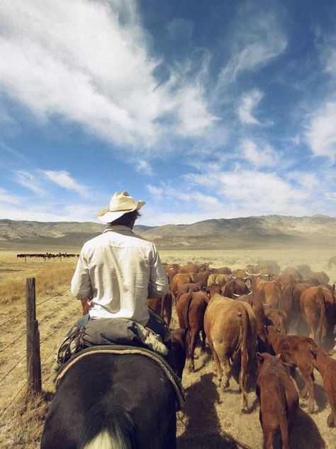 life on a working ranch | Reminds me of working cattle out on the ranch in Wyoming Cowboy Lifestyle, Cattle Farm, Cattle Ranch, Cowboy Stuff, Cattle Drive, Real Cowboys, Wilde Westen, Into The West, Cowboy Rodeo