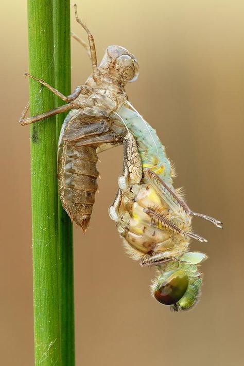 metamorphosis Bioactive Vivarium, Metamorphosis Art, Insect Photography, Cool Bugs, Grasshoppers, Creepy Crawlies, Arthropods, Vivarium, Arachnids