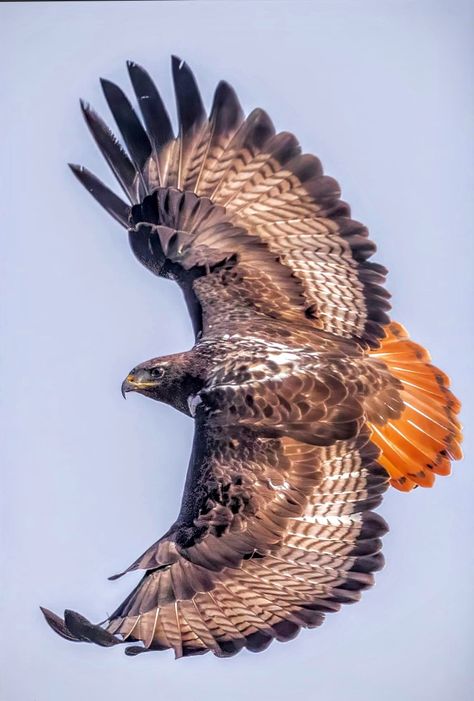 Hawk Bird Photography, Red Tailed Hawk Photography, Hawk Anatomy, Redtail Hawk Tattoo, White Tailed Hawk, Red Tailed Hawk Tattoo, Hawks Bird, Hawks Flying, Redtail Hawk