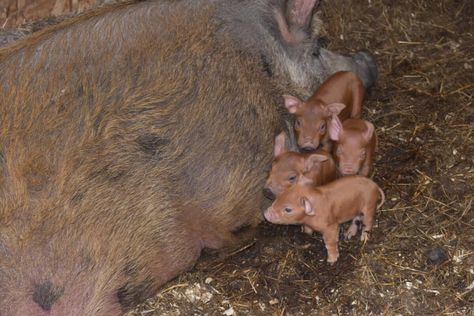 Farrowing Preparation: How to Be Ready for Your Newborn Piglets Pig Farrowing Pen, Raising Pigs For Meat Small Farm, Farrowing Pen Pigs, Welping Box, Potbelly Pig Care, Swollen Belly, Mammary Gland, Gloucester Old Spot Pigs, Baby Piglets