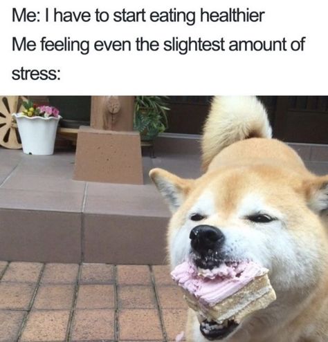 Yo quiero a comer mejor de salud. Me siento como yo tengo realmente soltar de yo mismo últimamente y eso es no bueno. Food Memes, Memes Humor, Life Memes, Funny Animal Memes, Picture Captions, What’s Going On, Dog Memes, Animal Memes, Dressage