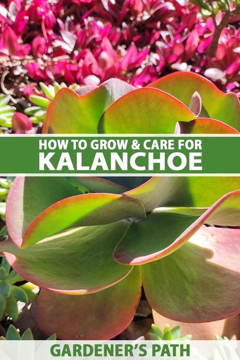 Looking for an easy-care, easy-share succulent to grow outdoors or as a houseplant? Plants in the Kalanchoe genus tolerate neglect and dry spells, and are easy to propagate from cuttings or the plantlets some types produce on their leaf edges. Learn how to grow kalanchoe now on Gardener's Path. #kalanchoe #gardenerspath Vegetable Benefits, Inside Plants, Growing Indoors, Grow Your Own, How To Grow, Health Benefits, Indoor Plants, Garden Plants, House Plants