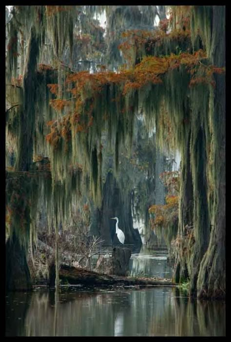 Bayou Spanish Moss.... #photography #landscape Louisiana Swamp, Swamp Tours, Louisiana Bayou, Louisiana Art, Jolie Photo, Beautiful Places To Visit, Most Beautiful Places, A Tree, Beautiful World