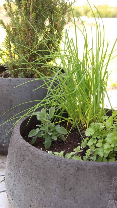 Decorative Herb Garden, Herb Garden Table, Mixed Herb Planter, Herb Pots Outdoor, Herbs In Pots Outdoors, Modern Herb Garden, Zen Lounge, Cloister Garden, Herb Garden Boxes