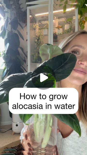 Aglaonema Plant Care, Interior Design Plants, Alocasia Plant, Grow Plants, New Roots, I Knew It, Filtered Water, Interior Plants, Different Media