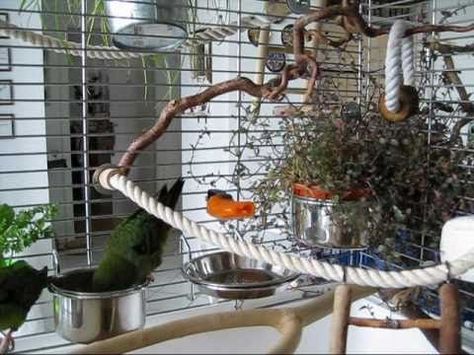 How to build a comfortable cage set up for small parrots Natural Bird Cage Setup, Natural Bird Cage, Quaker Parrot Cage Setup, Best Pet Birds, Bird Room, Budgie Cage, Diy Bird Cage, Cockatiel Cage, Parakeet Cage