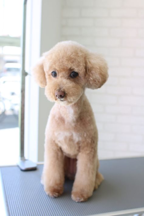 Toy Poodle Haircut Teddy Bears, Toy Poodle Puppy Cut, Poodle Teddy Bear Cut, Poodle Puppy Cut, Toy Poodle Haircut, Poodle Haircuts, Poodle Doodle, Dog Haircut, Puppy Haircut