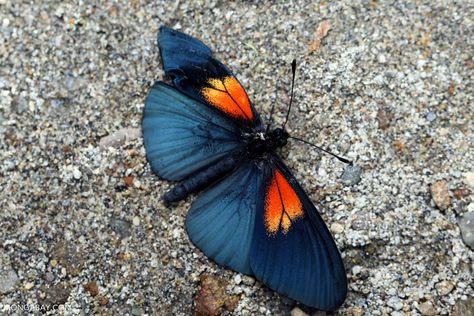 Blue, orange, and red butterfly Butterfly Lower Back Tattoo, Moth Drawing, Painted Handbag, Butterfly Species, Moth Tattoo, Butterfly Images, Orange Butterfly, Beautiful Bugs, Red Butterfly