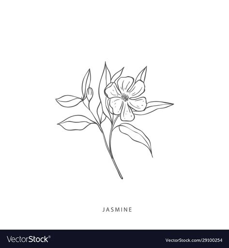 Jasmine Line Art, Jasmine Illustration Flowers, Jasmine Illustration, Jasmine Drawing, Lotus Flower Logo Design, Bedroom Pics, Florist Business Card, Herbs Illustration, Lotus Flower Logo