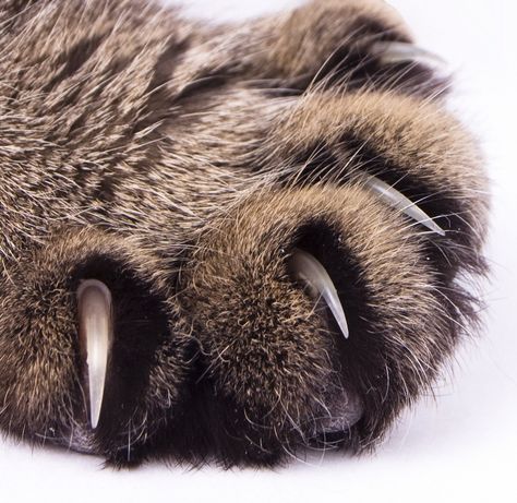 Cat Claw Close-up Cat Safe Plants, Warrior Cats Books, Beautiful Cats Pictures, Cat's Paw, House Cat, Paws And Claws, Cat Nails, Cat Books, Cat Claws