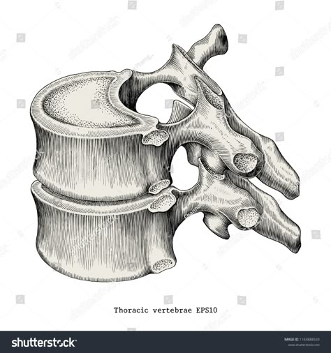 Thoracic vertebrae anatomy vintage illustration clip art isolated on white background #Ad , #Sponsored, #vintage#illustration#anatomy#Thoracic Vertebrae Anatomy, Vertebrae Art, Rib Cage Drawing, Anatomy Vintage, Illustration Anatomy, Bone Drawing, Thoracic Vertebrae, Anatomy Bones, Skeleton Drawings