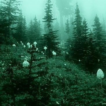 Green Pictures Wallpaper, Grunge Green Wallpaper, Grunge Green Aesthetic, Forest Aesthetic Green, Green Dark Aesthetic, Green Grunge Aesthetic, Fairy Grunge Forest, Green Forest Aesthetic, Green Aesthetic Vintage