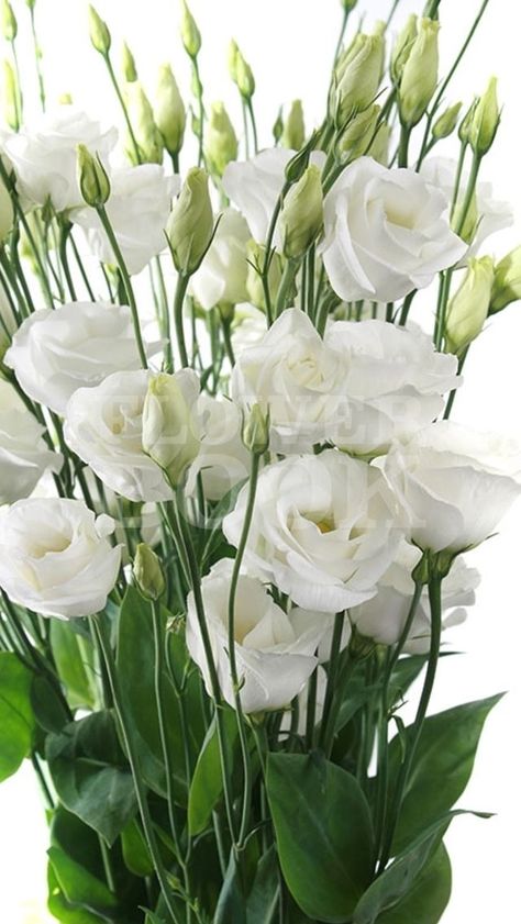 Lisianthus Flowers, White Lisianthus, August Flowers, Flowers In A Vase, Moon Garden, Wedding Flower Inspiration, White Gardens, Deco Floral, Bridal Flowers