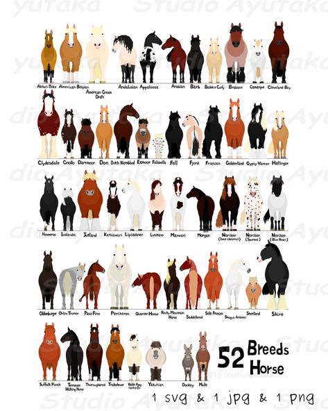 Types Of Horses Breeds Chart, Types Of Horses Breeds, Horse Breeds Chart, Horse Types, Horse Species, Big Horse Breeds, Breeds Of Horses, Dog Chart, Different Horse Breeds