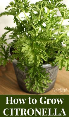 Outdoor Citronella Ideas, Propagating Citronella Plant, How To Grow Citronella Plants, How To Propagate Citronella Plant, Citronella Plant Planters, Citronella Planter Ideas, Inhouse Gardening, Citronella Plant Care, Euphorbia Plant