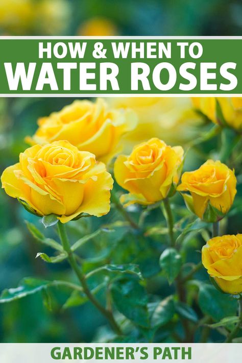 More than many other plants, roses need careful watering to keep them healthy and avoid problems with disease. All kinds of fungal issues are promoted by overwatering or splashing water on the leaves of the plant. Visit Gardener's Path now to learn all about how and when to water roses the right way. #roses #gardenerspath Roses Care Tips, Roses Garden Care, Rose Bush Care, Michigan Garden, Rose Growing, Rose Plant Care, Pruning Roses, Rose Cuttings, Rose Garden Design