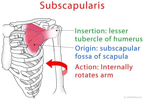 Subscapularis muscle anatomy and test (video) Subscapularis Muscle, Muscular System Anatomy, Shoulder Anatomy, Human Muscle Anatomy, Sports Therapy, Exercise Physiology, Yoga Anatomy, Pre Workout Supplement, Sports Massage