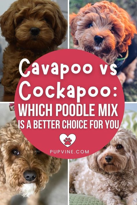 Miniature Cockapoo, Cockapoo Training, Cockapoo Vs Cavapoo, Cocker Spaniel Poodle, Cocker Spaniel Poodle Mix, Teacup Cavapoo Full Grown, Phantom Cavapoo, Apricot Cavapoo Full Grown, Poodle Mix Breeds