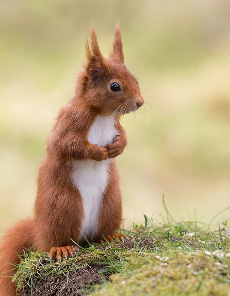 Red Squirrel Tattoo, Squirrel Tattoo, Red Russian, Visual Reference, Red Pictures, Animal Anatomy, Animal References, Red Squirrel, Rodents