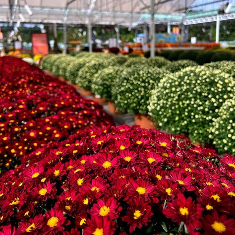 🌼 Fall is almost here with our gorgeous Mums! 🌸 Add a pop of color to your garden or porch with these seasonal beauties. Perfect for brightening up your space all autumn long! 🍁 #FallMums #AutumnVibes #GardenFresh Fall Mums, Pop Of Color, Fall Vibes, Porch, Color Pop, Quick Saves, Beauty, Color