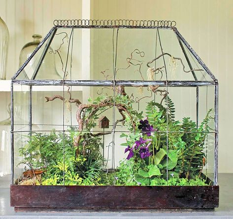 An antique terrarium becomes a stage for a miniature woodland garden, arbor and all. Ours has flowering Cape primrose, rabbit's-foot fern, golden club moss, black and dwarf mondo grasses, variegated ivy, angel's tears and Kenilworth ivy. Rabbit Foot Fern, Wardian Case, Mini Serre, Compost Tumbler, Beautiful Terrariums, Garden Terrarium, Indoor Gardens, Terraria, Terrarium Plants