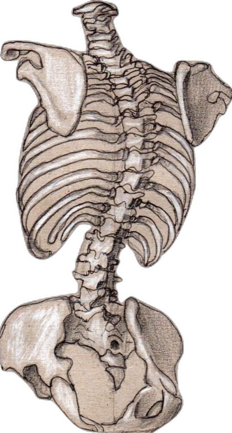 Skeleton Drawing Sketch, Drawing Bones, Skeleton Drawing, Anatomy Drawing, Pretty Photos, Anatomy Art, Drawing Sketch, Pencil Drawing, Pencil Drawings