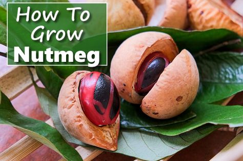 How To Grow Nutmeg, How To Grow Cinnamon Plants, Growing Nutmeg, Nutmeg Tree, Nut Trees, Butterfly Gardens, Growing Trees, Spice Garden, Garden Hacks