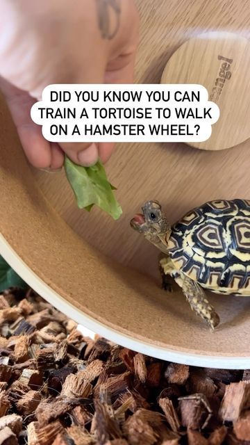 Chas | Plants and Pets 🪴🐾 on Instagram: "Did it surprise you to learn Fig uses a hamster wheel? 🐹🐢 . . . . . #tortoise #tortoiselife #enrichment #spoiledpets #happypets #petmom" Turtle Enrichment, Tortoise Enrichment, Reptile Diy, Tortoise Enclosure, Enclosure Ideas, Spoiled Pets, Hamster Wheel, A Hamster, Exercise Wheel