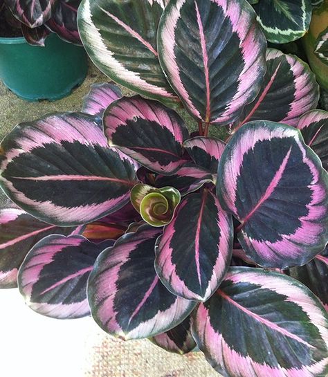 calathea roseopicta princess jessie Calathea Roseopicta, Calathea Ornata, Pink Plants, Calathea Plant, Household Plants, Pink Plant, Variegated Plants, Plant Aesthetic, Colorful Plants