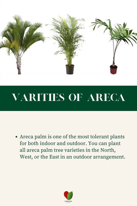 Areca Palm is one of the most tolerant plants for both indoor and outdoor. 
You can plant all areca palm tree varieties in the north, west or the east in an outdoor arrangements. 
Here are some types of Areca Palm. 
1. Dypsis Lanceolata 
2. Dypsis Prestonlana 
3. Dypsis Utilis 
4. Dypsis Batonii

Do visit our website: https://gardengram.in/

Do #follow us for more tips!!! Areca Palm Indoor, Names Of Plants, Areca Palm, Vastu Tips, North West, Palm Tree, The East, Palm Trees, Follow Us