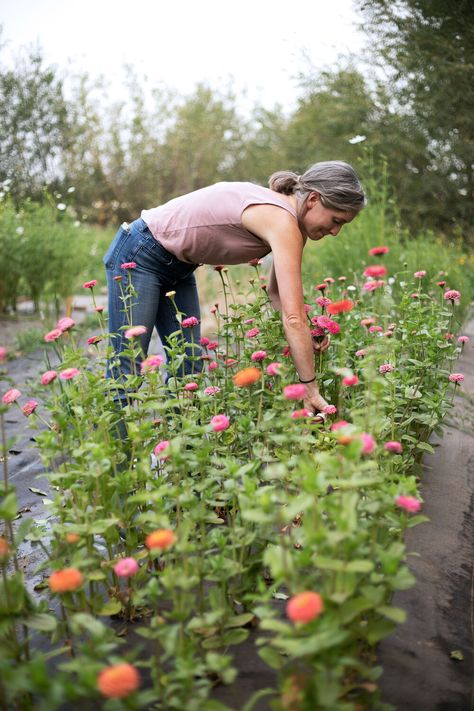 Growing a Cut Flower Garden — The Grit and Polish Grow Cut Flower Garden, Breadseed Poppy, The Grit And Polish, Grit And Polish, Flower Garden Layouts, Backyard Flowers Garden, Growing Cut Flowers, Cut Flower Farm, Backyard Flowers