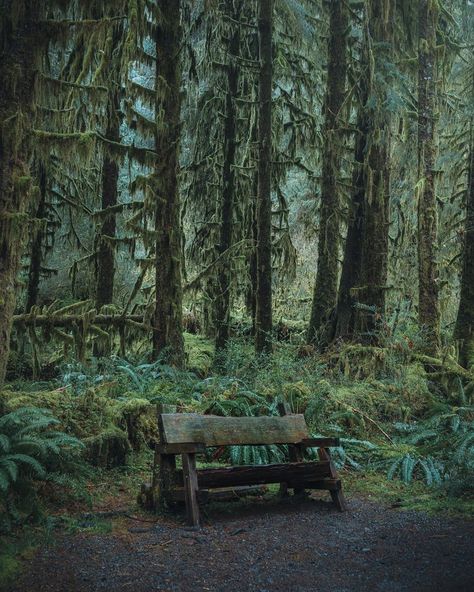 Rainforest Project, Olympic National Forest, Olympic National Park Washington, Hiking National Parks, Nature Music, Forest Path, Rain Forest, Olympic National Park, Outdoor Survival