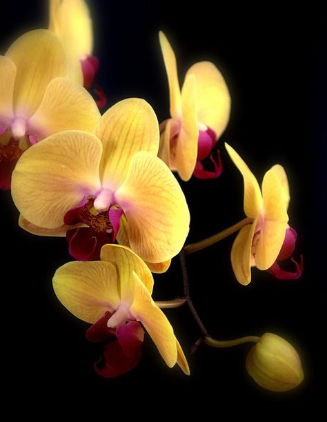 yellow orchids  , via Flickr. Rose Color Meanings, Yellow Orchid, Flower Guide, Phalaenopsis Orchid, Beautiful Orchids, Orchid Flower, All Flowers, Flower Beauty, Beautiful Blooms