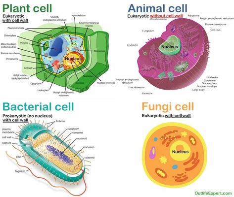 Fungi Cell, Bacterial Cell Structure, Human Cell Structure, Animal Cell Anatomy, Nursing Abbreviations, Plant Cell Diagram, Animal Cell Project, Biology Ideas, Human Cell