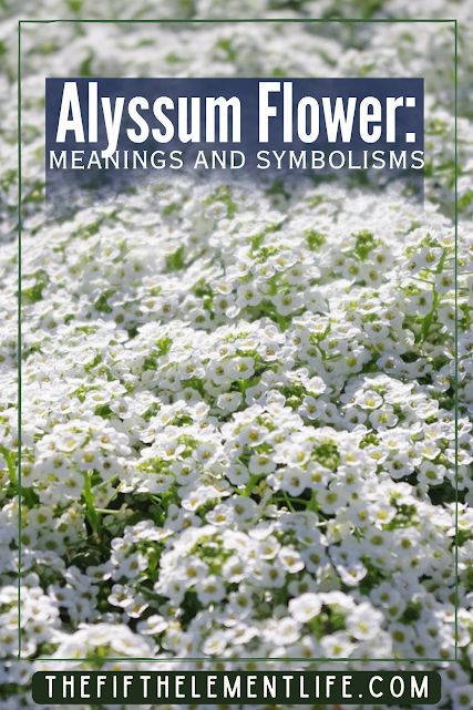 Alyssum Flower Meaning Flowers Symbolism, Alyssum Flower, Silent Language, Alyssum Flowers, Witch Garden, Flower Meanings, Color Meanings, Blossom, Meant To Be