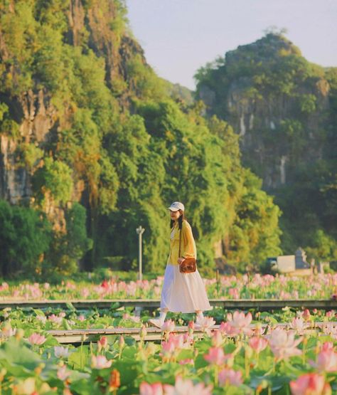 Du lịch Ninh Bình tháng 7, bạn sẽ được chiêm ngưỡng mùa sen nở và sắc lúa chín vàng tại Ninh Bình Sapa Vietnam, Dolores Park, Vietnam, Photography, Travel